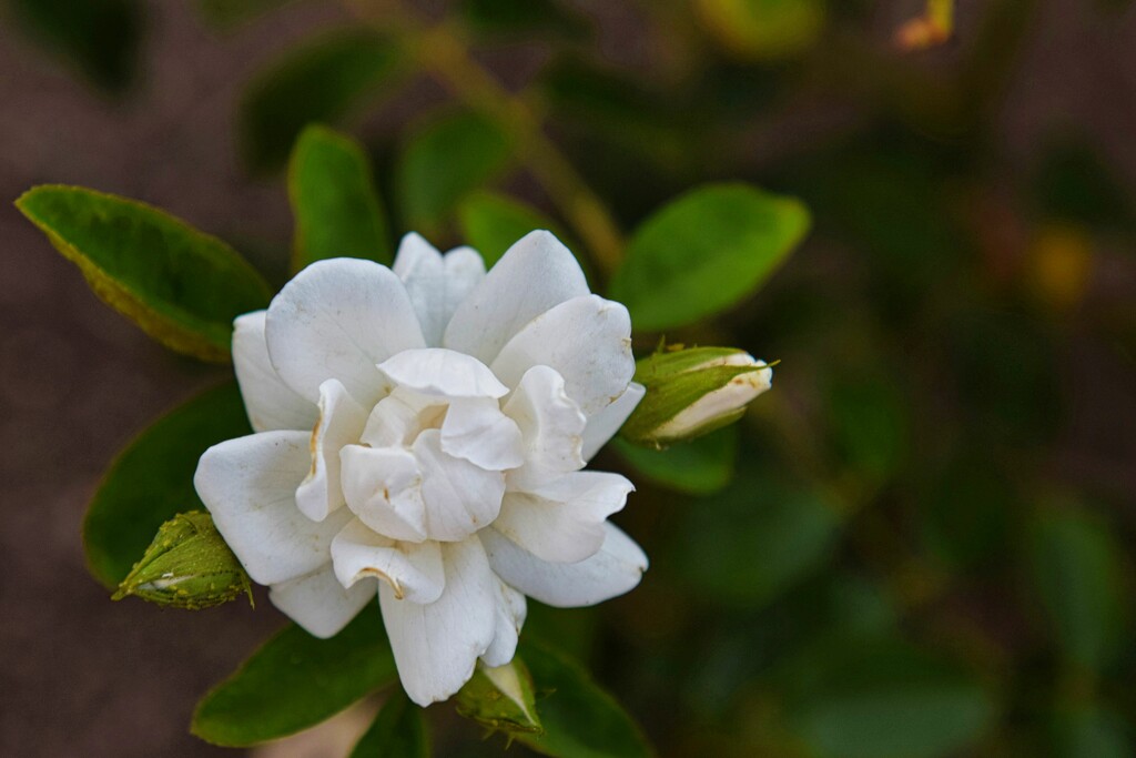 6 5 White rose by sandlily