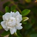 6 5 White rose