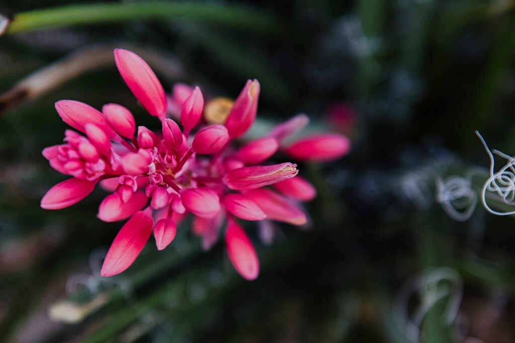 6 5 Red Yucca flowers by sandlily