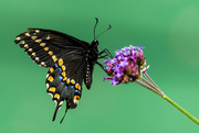 7th Jun 2024 - Black Swallowtail