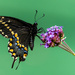 Black Swallowtail by kvphoto