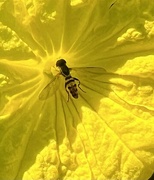 7th Jun 2024 - Worker bee