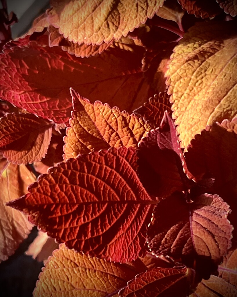 Coleus Leaves in the Evening Sun  by calm
