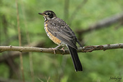 7th Jun 2024 - Young Robin