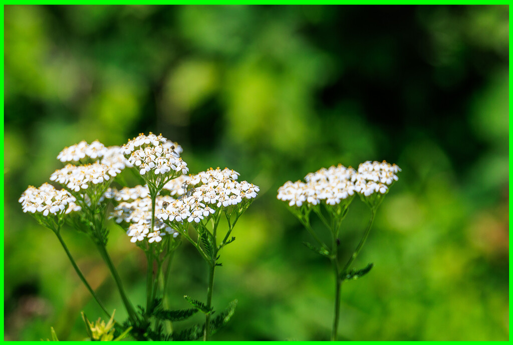 White on Green by hjbenson