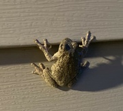 7th Jun 2024 -  Cope’s grey tree frog.