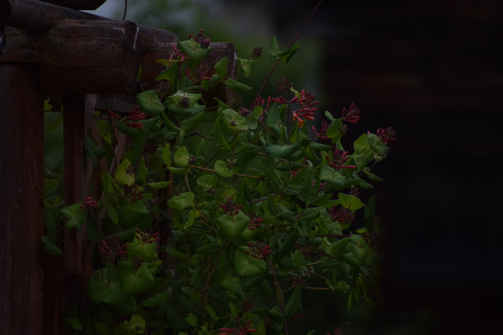 Honeysuckle Vines by bjywamer