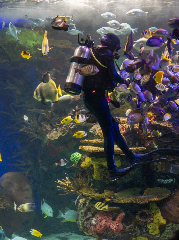 Feeding time at the Aquarium by randystreat