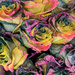 Painted Roses by pdulis