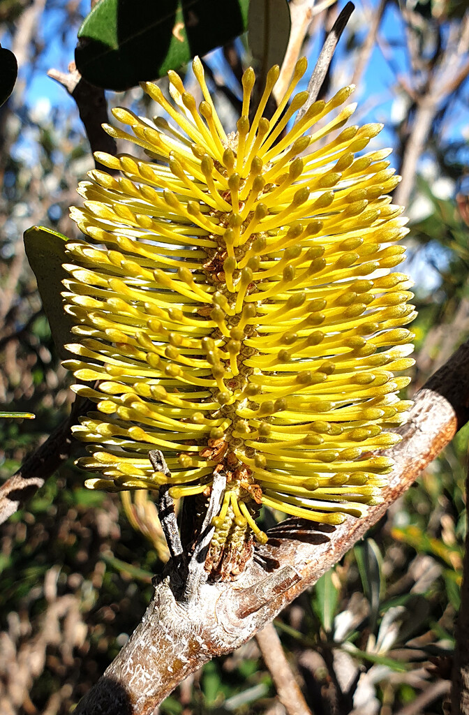 Banksia by onewing
