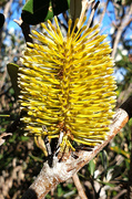 8th Jun 2024 - Banksia