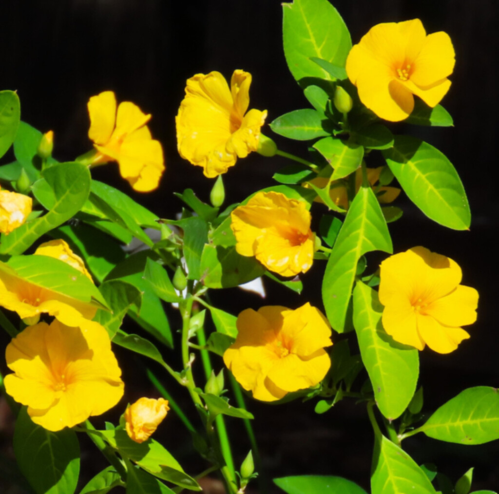 Yellow Flax Flower ~ by happysnaps