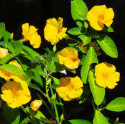 4th Jun 2024 - Yellow Flax Flower ~