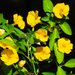 Yellow Flax Flower ~