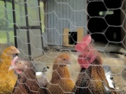 8th Jun 2024 - curious chickens