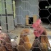 curious chickens