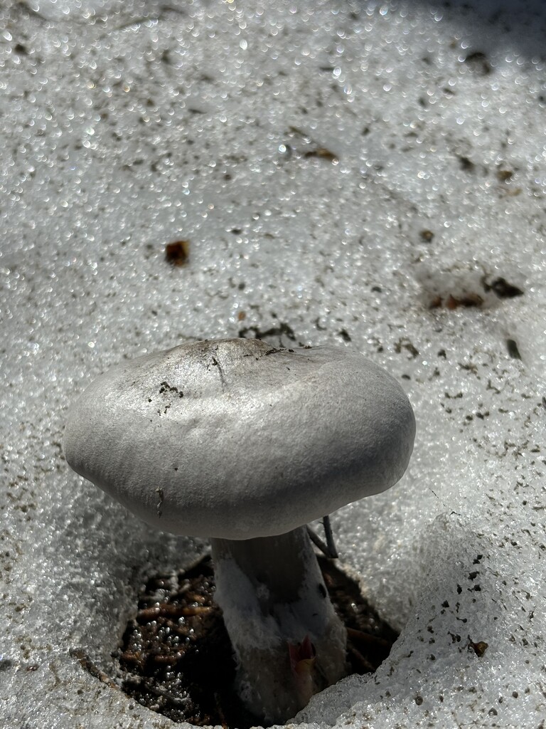 Fungi by pirish