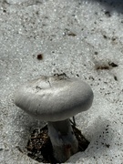 7th Jun 2024 - Fungi