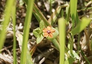 8th Jun 2024 - The tiniest flower hiding in the field…