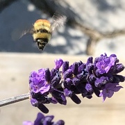 7th Jun 2024 - Busy Bee