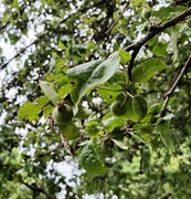 6th Jun 2024 - Small apples. The tree is full of them. 