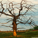 Tree (painting)