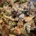 Chicken, Asparagus & Ginger Stir-Fry by wincho84