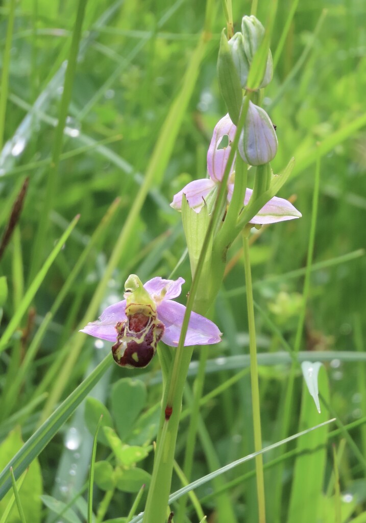 Bee orchid by orchid99