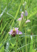 8th Jun 2024 - Bee orchid