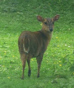 8th Jun 2024 - Reeves Muntjac