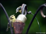 8th Jun 2024 - Feeding the youngster