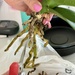 Orchid repotting 