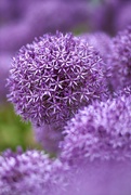 8th Jun 2024 - Giant Allium