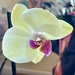 Only bloom on the orchid