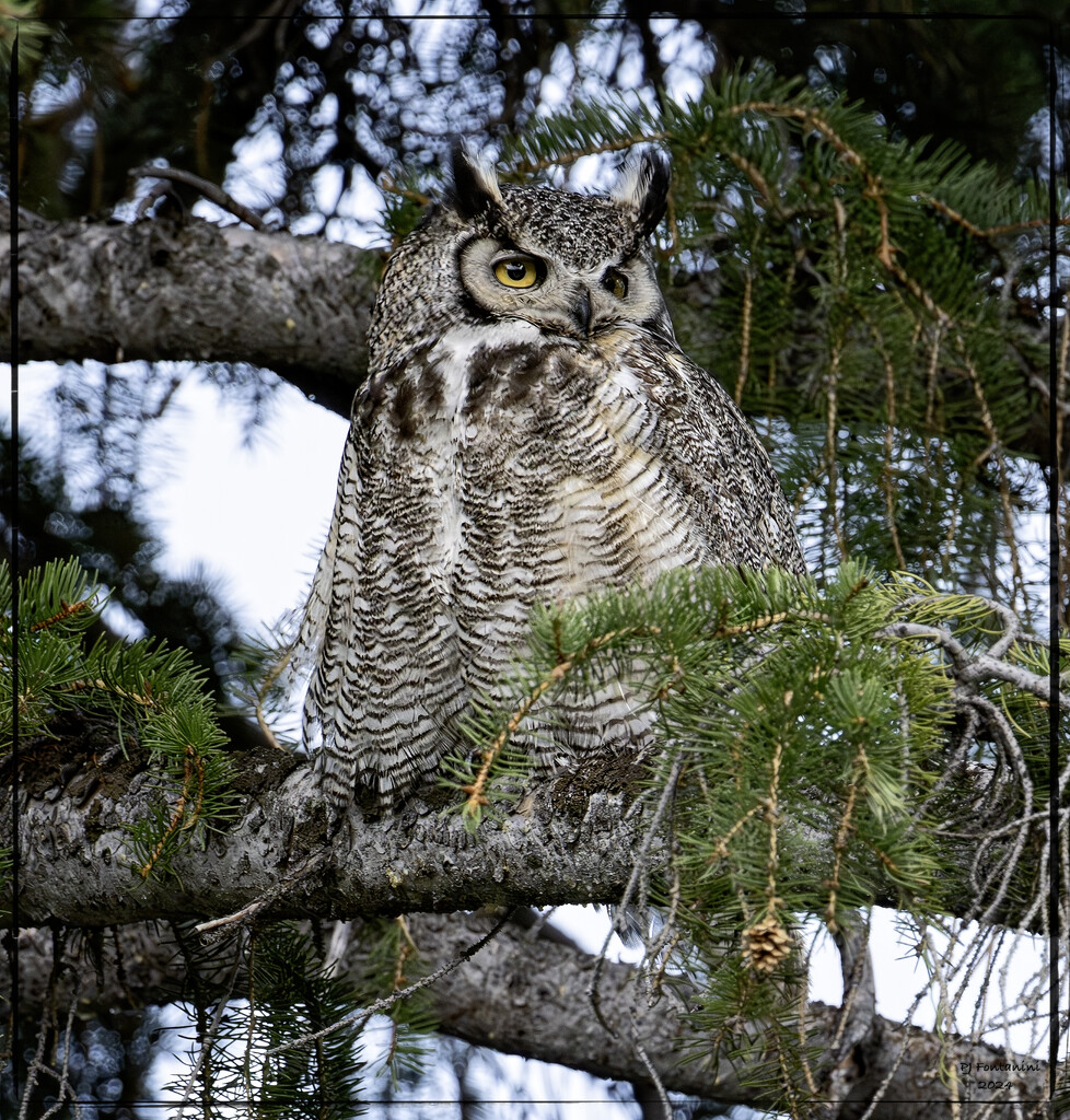 Great Horned Owl by bluemoon
