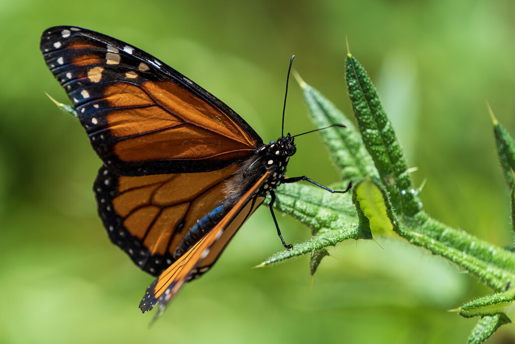Monarch Butterfly by kvphoto