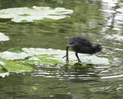 8th Jun 2024 - But the water’s cold, Mum!