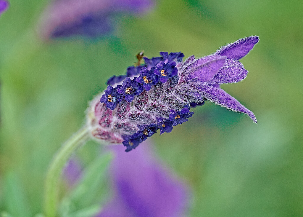 Lavender Bush Flower by gardencat