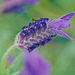 Lavender Bush Flower