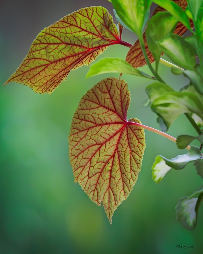 LHG_1298 red veins by rontu