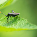 Bug by darchibald