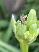 8th Jun 2024 - Bug on a Bud