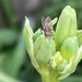 Bug on a Bud by spanishliz