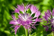 8th Jun 2024 - Centaurea montana