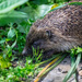 Garden Visitor