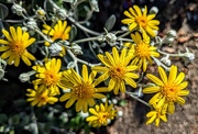 8th Jun 2024 - Senecio 