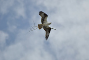7th Jun 2024 - Nesting Osprey