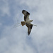 Nesting Osprey by stephomy