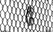 4th Jun 2024 - Shaded Fence 