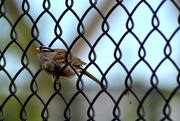 5th Jun 2024 - White-Crowned Sparrow